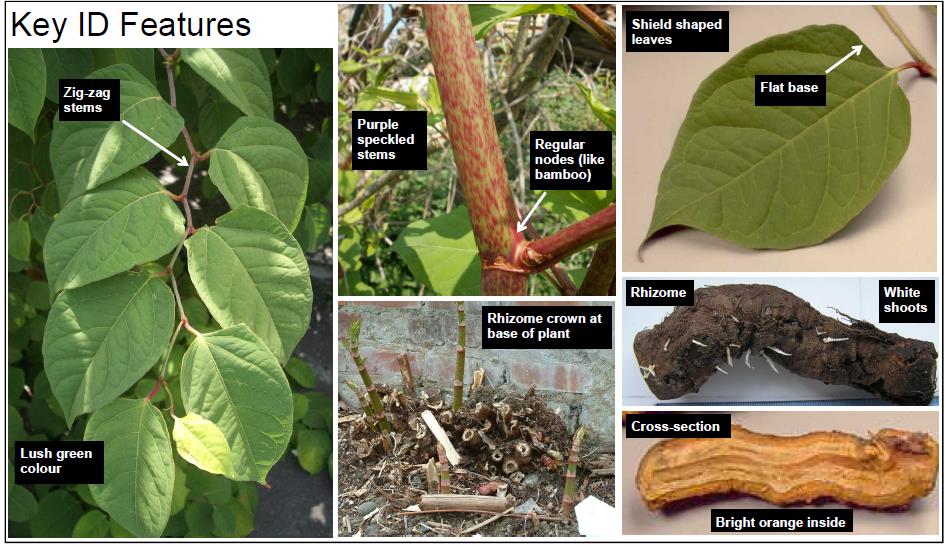 Ket ID Features of Japanese Knotweed