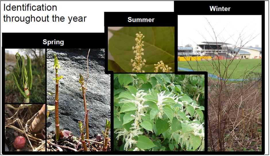 Japanese Knotweed throughout the year
