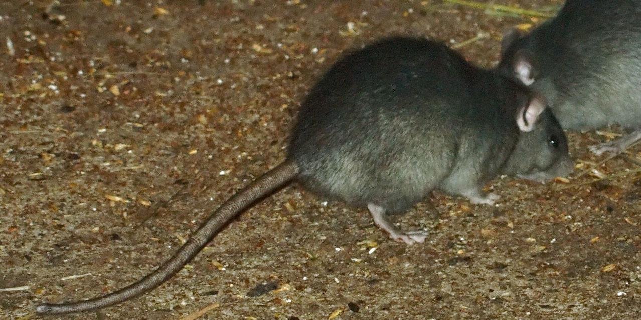 Rattus rattus - black rat