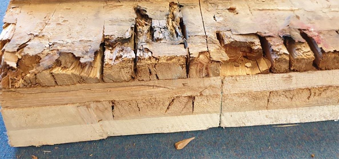 Rotting cross-laminated timber (CLT)
