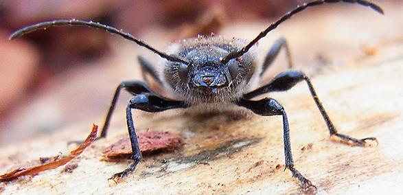 House Longhorn beetle 