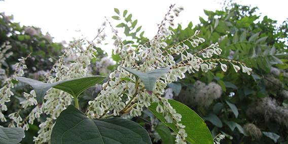 Picture of Japanese knotweed - fallopia Japonica