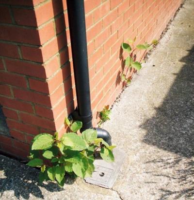 japanese knotweed