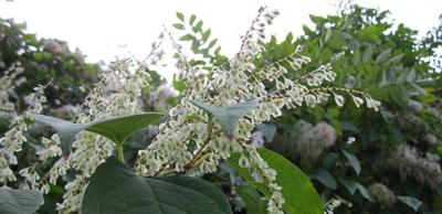 Picture of Japanese knotweed - fallopia Japonica